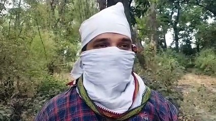 आम के बाग में भारी संख्या में पहुंचे चमगादड़ चट कर रहे आम की फसल