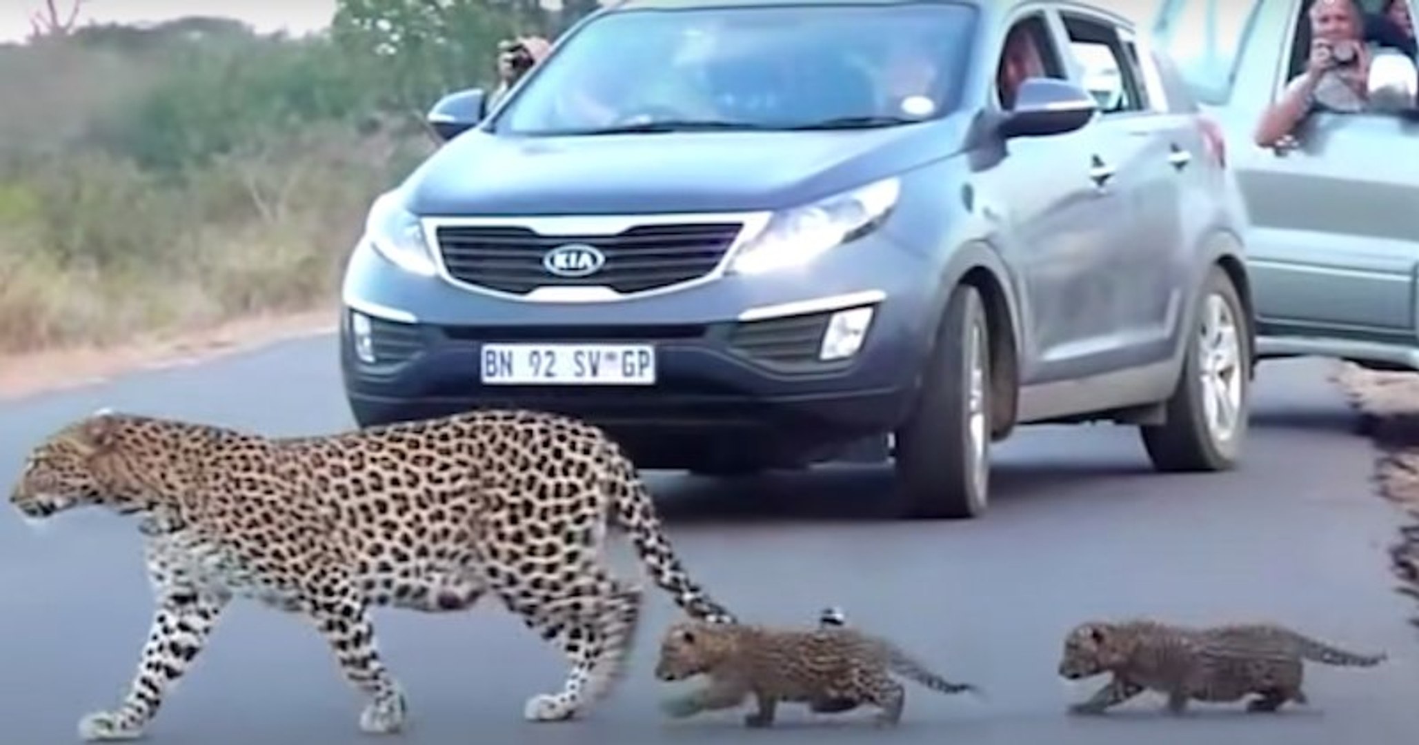 Cette Maman Leopard Arrete La Circulation Pour Apprendre A Ses Bebes Comment Traverser La Route Video Dailymotion