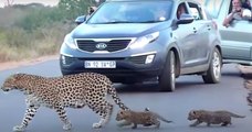 Cette maman léopard arrête la circulation pour apprendre à ses bébés comment traverser la route