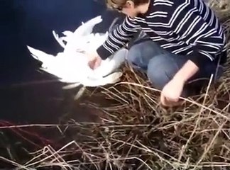 Gölde Yüzen  Ördekler birbirlerine Dolanırsa