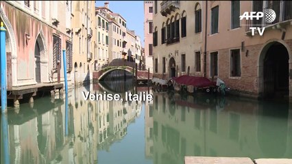 L'écosystème diversifié de Venise réapparaît lors du confinement