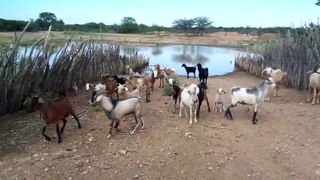 Cabras correndo