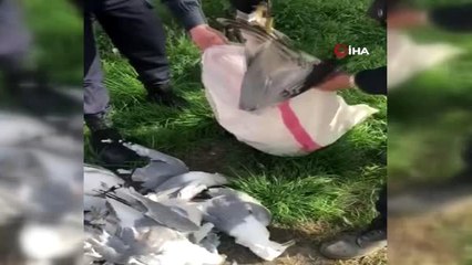 Martı ölüleriyle yakalandı... Ekiplere yakalanan şahsa 16 bin lira para cezası