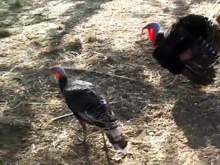 Os patos