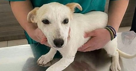 Ce petit chiot abandonné dans une décharge a été sauvé par le gérant d'un refuge
