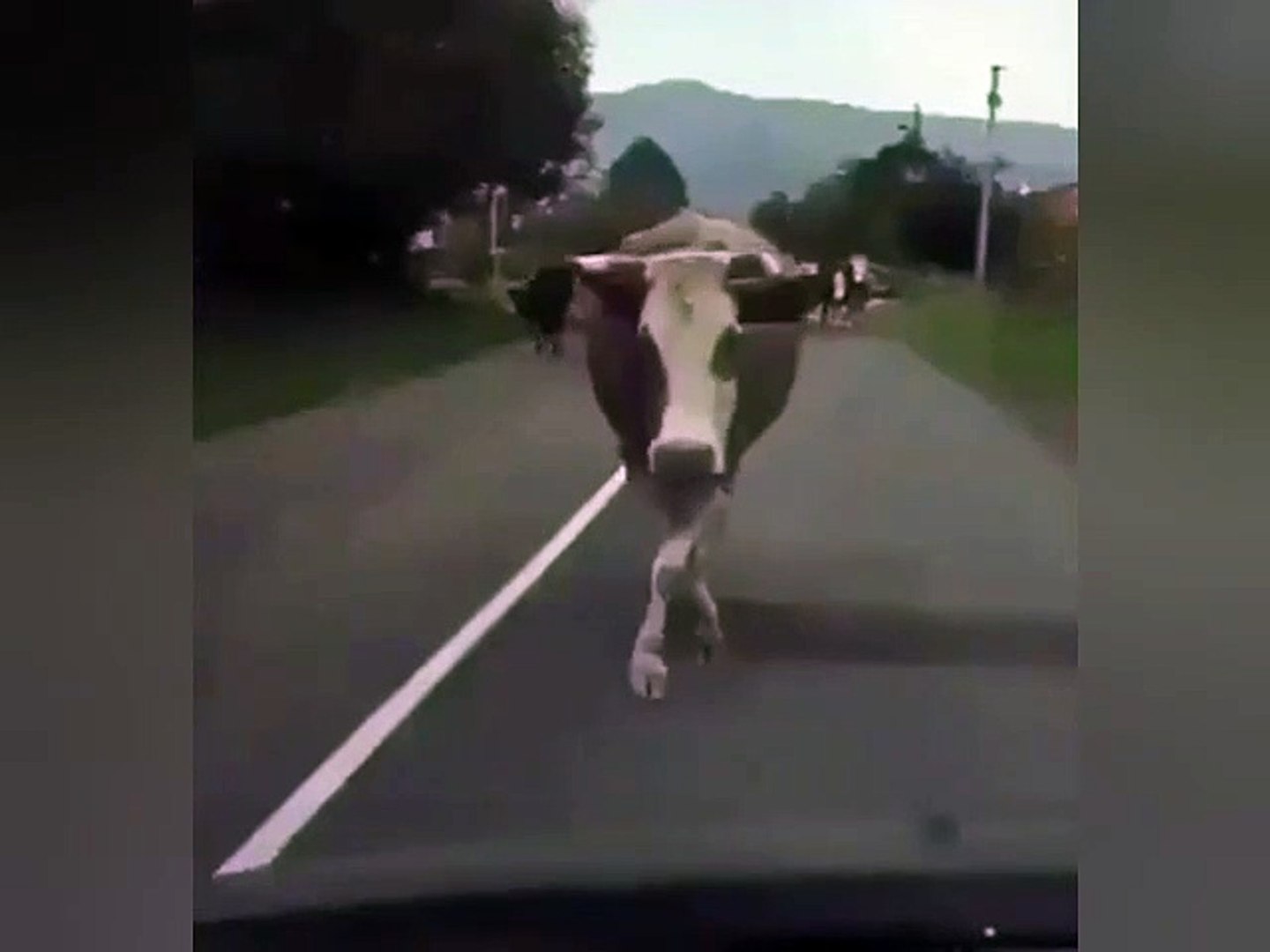 ⁣Cow Dance