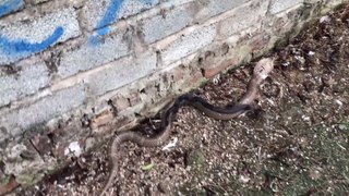 Amazing ! Mother Snake Carrying Baby Snake - Most Dangerous Animals