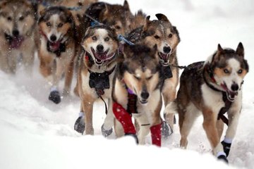 Take a Digital Dog Sled Ride Through Fairbanks on This Virtual Trip to Alaska