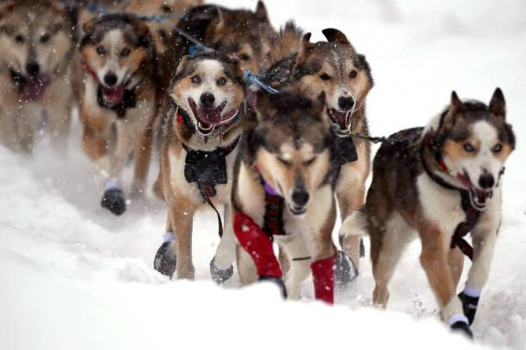 Take a Digital Dog Sled Ride Through Fairbanks on This Virtual Trip to Alaska