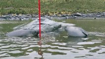 Baby Elephant Seals Play with a Pole