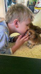 Kid Really Loves His Kittens