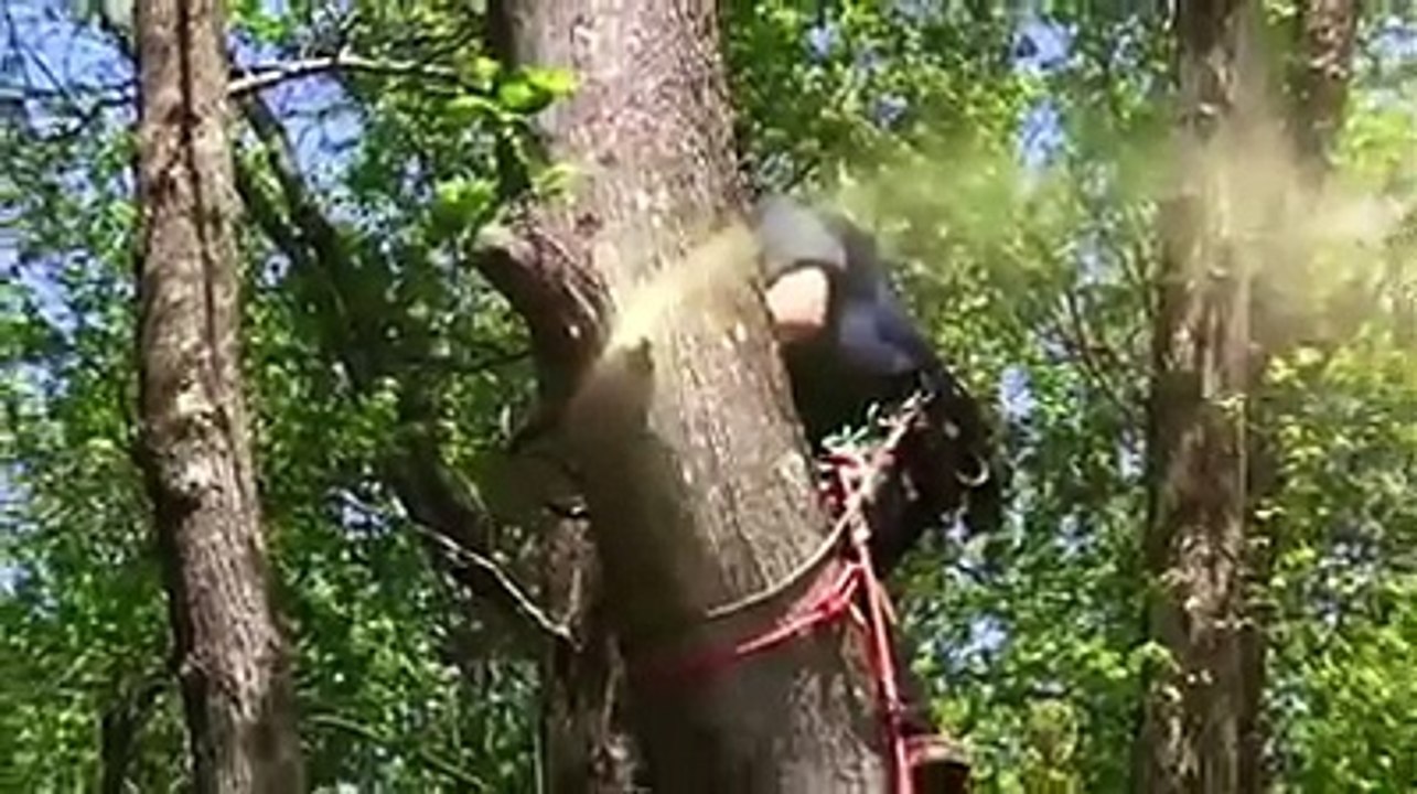 Environmental threats to Himalayan region A documentary