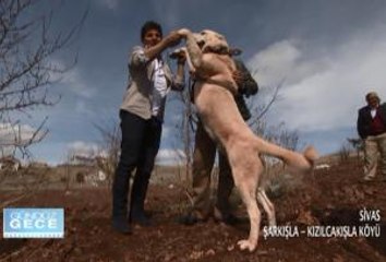 GÜNDÜZ GECE - SİVAS