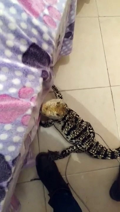 Un crocodile aussi bien dressé qu'un chien