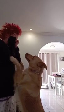 Ce chien est dressé pour aider les autistes en pleine crise