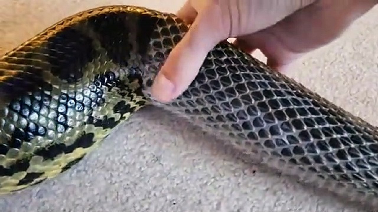 Il aide son serpent à muer... magnifique
