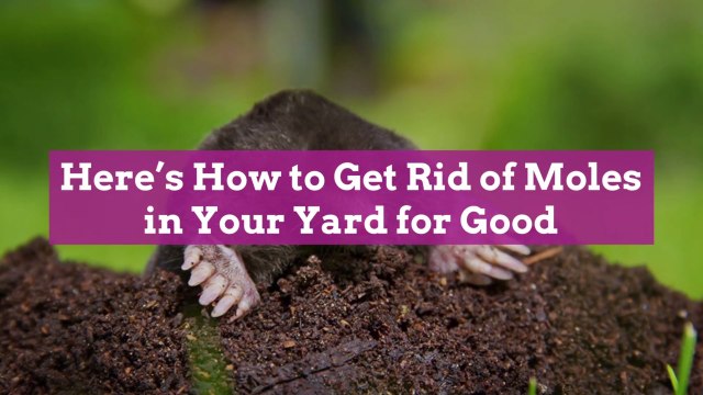 Here's How to Get Rid of Moles in Your Yard for Good