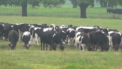 Farmers dumping milk, cutting back during pandemic