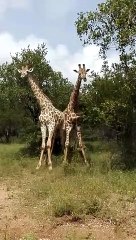 Young Playful Giraffes Tiff under Trees