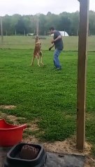Playing with a Young Kangaroo
