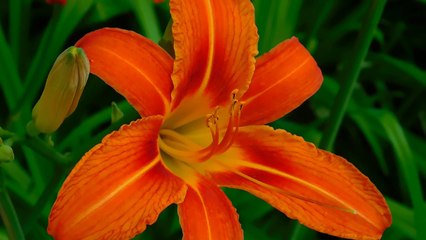 LAUGHTER & VISUALIZING WILL TRANSFORM UR LIFE