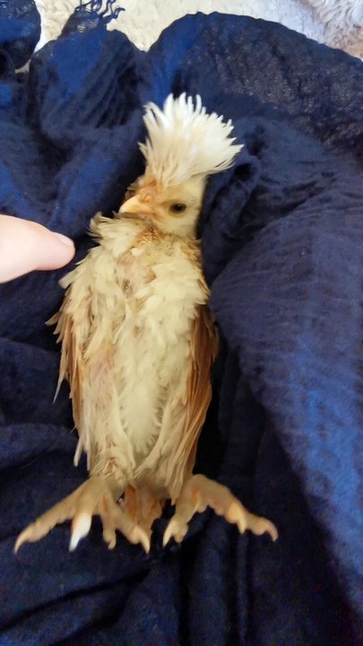Lady Strokes Baby Chicken To Sleep