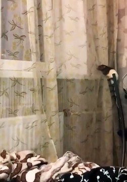Clever Rat Circumvents Curtains to Prized Window Seat
