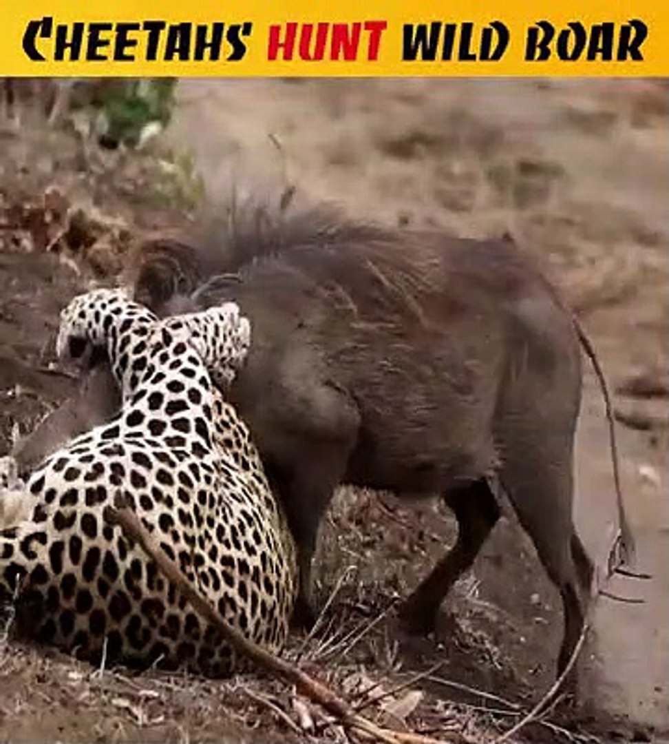 Cheetah Hunt Wild Boar