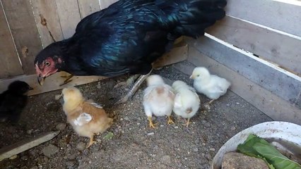 Gurk tavukla yavruları gurk tavukla minik civcivler sesleri videoları