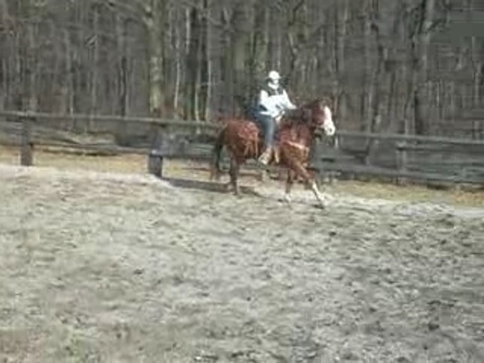 Galop droit slide 10-02-2008