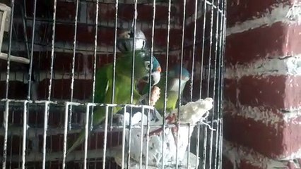 Pericos frente naranja comiendo galletas Deliciosas-Con Chochitos