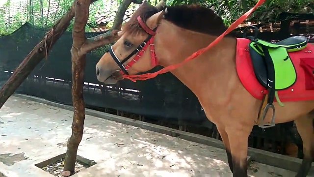 WOOW....!!! ada Kambing Bertanduk Empat Kambing Unik