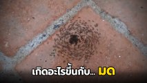 ชาวเน็ตตั้งคำถาม !? กองทัพมด เดินวนเป็นวงกลมแบบนี้ เกิดอะไรขึ้น