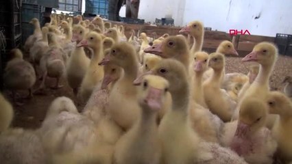 ARDAHAN Yılda 15 bin kaz üretiyor, ama talebi karşılayamıyor