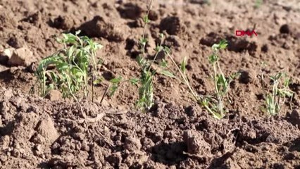 BURDUR Sosyal mesafeli ada çayı dikimi