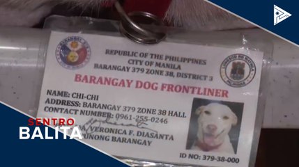 Kilalanin: Chi-Chi, ang barangay dog frontliner ng Maynila