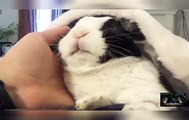 Rabbit learns he is adopted - A free roam rabbit free range rabbit sleeping. Whe...