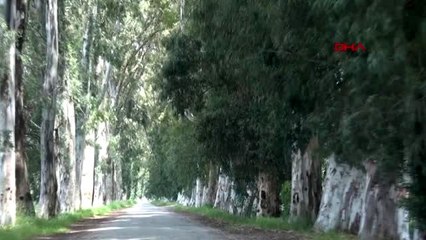 MUĞLA 'Aşıklar Yolu'ndaki okaliptüs ağaçlarını yazı tahtasına çevirdiler