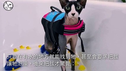 petmao_curation_mobile-copy2-20200428-16:14