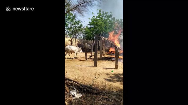 Heroic cops rescue cow and two buffaloes tied beside fire in southern India