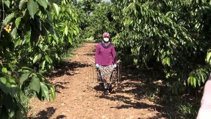 Kovid-19'a rağmen kiraz hasadı sürüyor