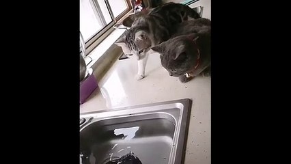 Poisson contre 2 chats.. qui va l'emporter ?