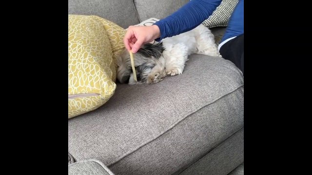 Comment réveiller votre chien ? Avec une frite !