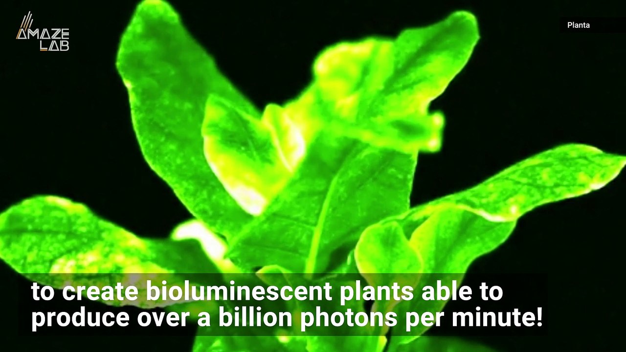 Scientists Create Glowing Plants that Shine Brighter than Ever Before