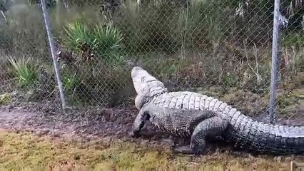 Un énorme alligator errant sur une route en Floride