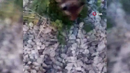 Yavru Kızıltilki barınağa teslim edildi