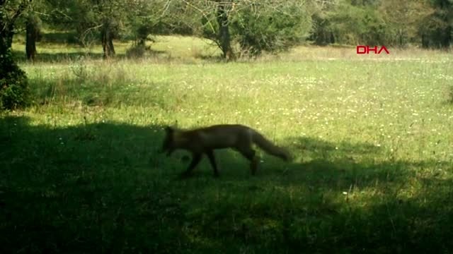 TEKİRDAĞ Yaban hayatı fotokapana yakalandı