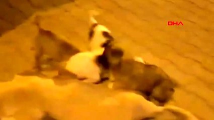 ŞANLIURFA Uyuşturucu iğneyle vurulan köpek öldü, belediye soruşturma başlattı