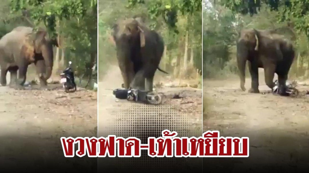 ช้างป่า ออกหากินในหมู่บ้าน ใช้งวงฟาด-เท้าเหยียบ...