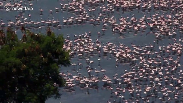 Thousands more flamingos gather on lake in Mumbai where coronavirus has lead to clean air and water